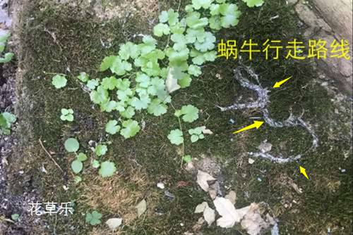 蜗牛是益虫还是害虫？蜗牛危害特点及防治措施