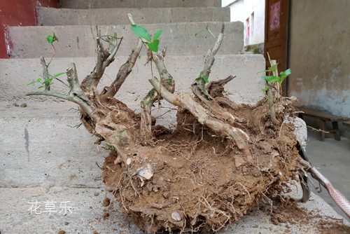 映山红下山桩栽植成活率很低，有什么方法可提高栽植成活率？